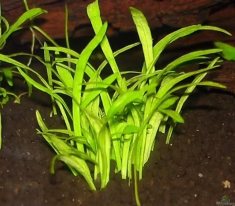 Lilaeopsis brasiliensis im Aquarium (Einrichtungsbeispiele mit Brasilianische Graspflanze)