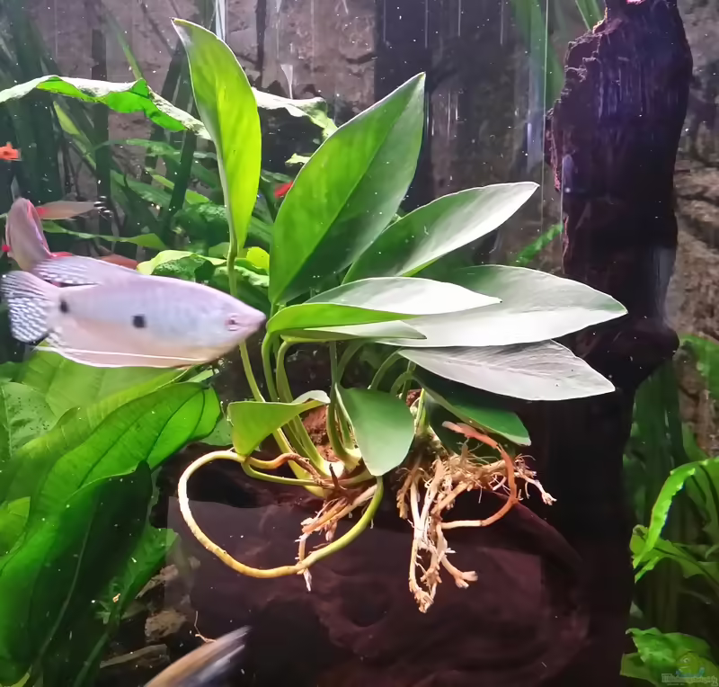 Anubias congensis im Aquarium pflanzen (Einrichtungsbeispiele mit Kongo-Speerblatt)