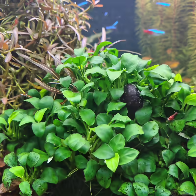 Anubias Bonsai im Aquarium pflegen (Einrichtungsbeispiele mit Bonsai Zwergspeerblatt)