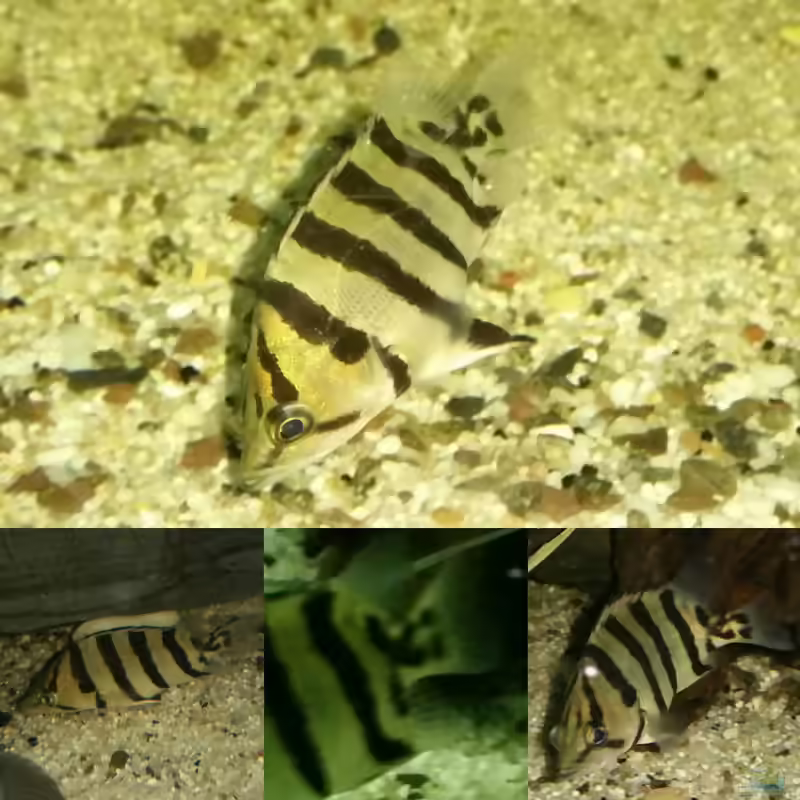 Aquarien mit Datnioides polota (Brackwasser-Tigerbarsch)