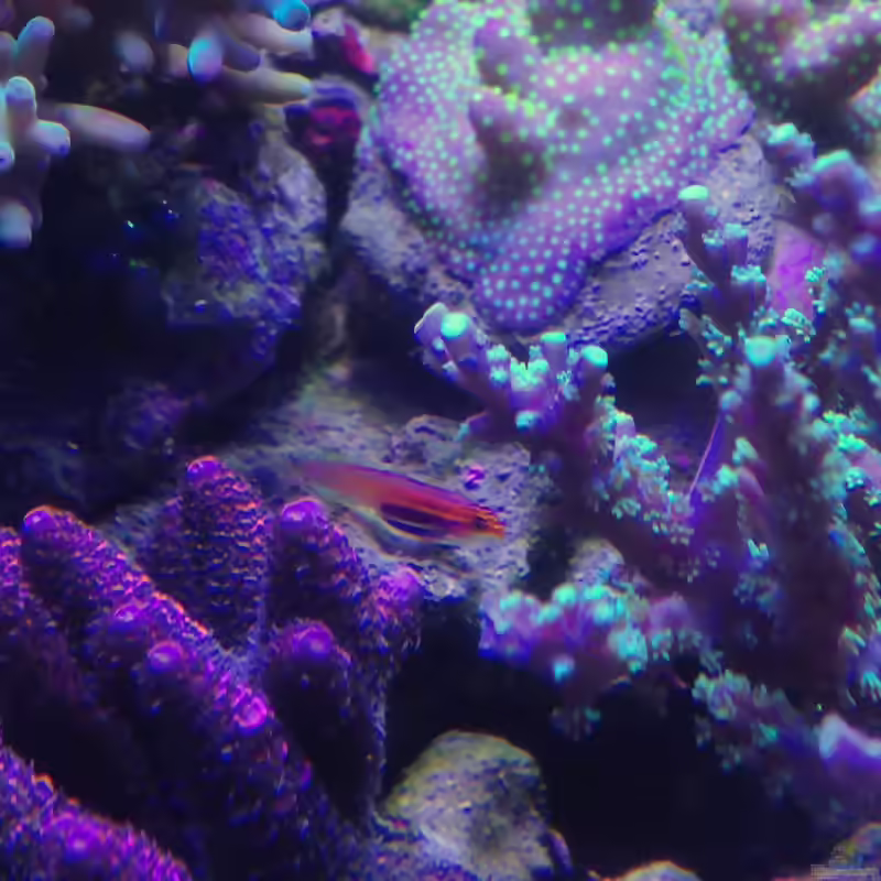 Aquarien mit Eviota atriventris (Schwarzbauchgrundel)