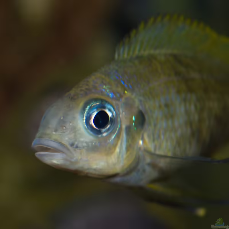 Aquarien mit Ophthalmotilapia ventralis (Blauer Fadenmaulbrüter)