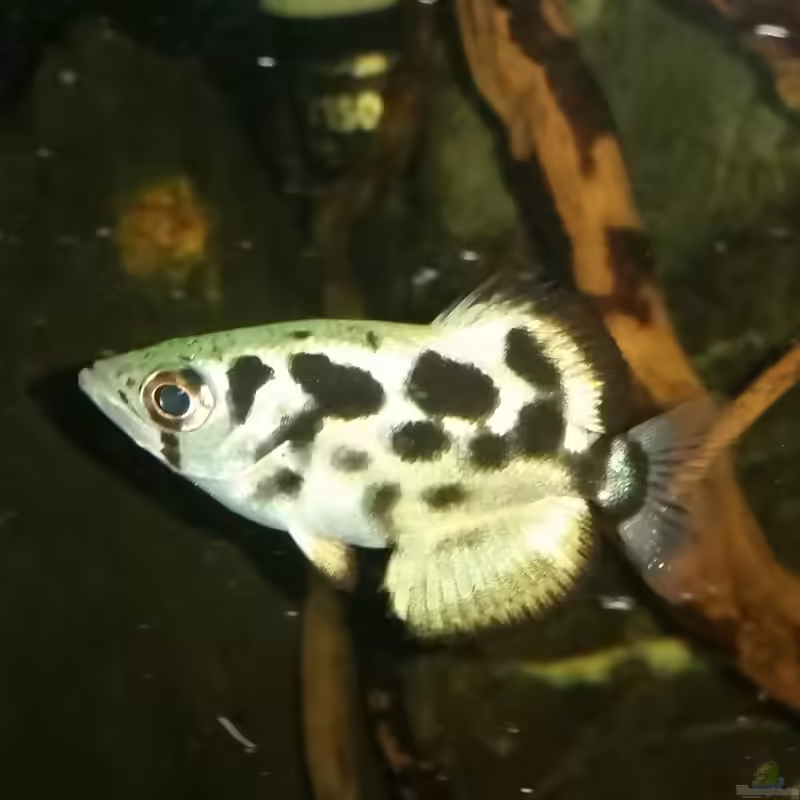 Aquarien mit Toxotes blythii