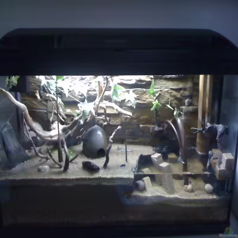 Ein Aquaterrarium einrichten (Einrichtungsbeispiele für Aquaterrarien)