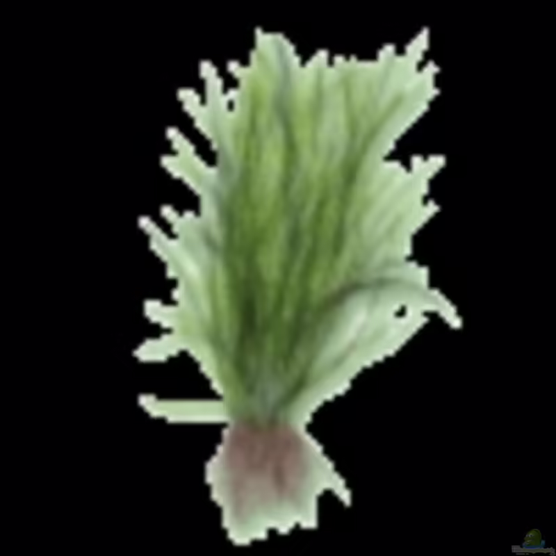 Lilaeopsis novae-zelandiae im Aquarium pflanzen (Einrichtungsbeispiele mit Neuseeland-Graspflanze)