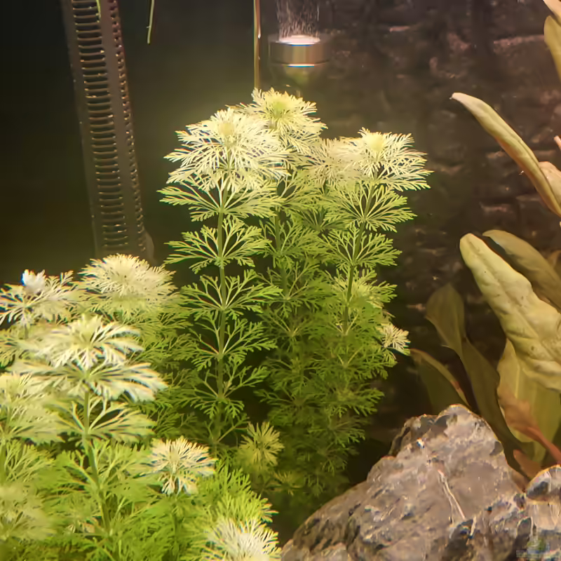 Limnophila sessiliflora im Aquarium pflanzen (Einrichtungsbeispiele mit Kleine Ambulia)