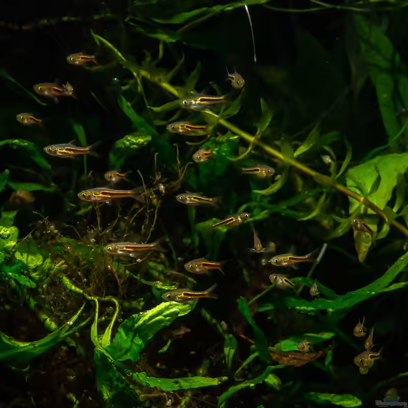 Trigonostigma somphongsi im Aquarium halten (Einrichtungsbeispiele für Siamesischer Zwergbärbling)