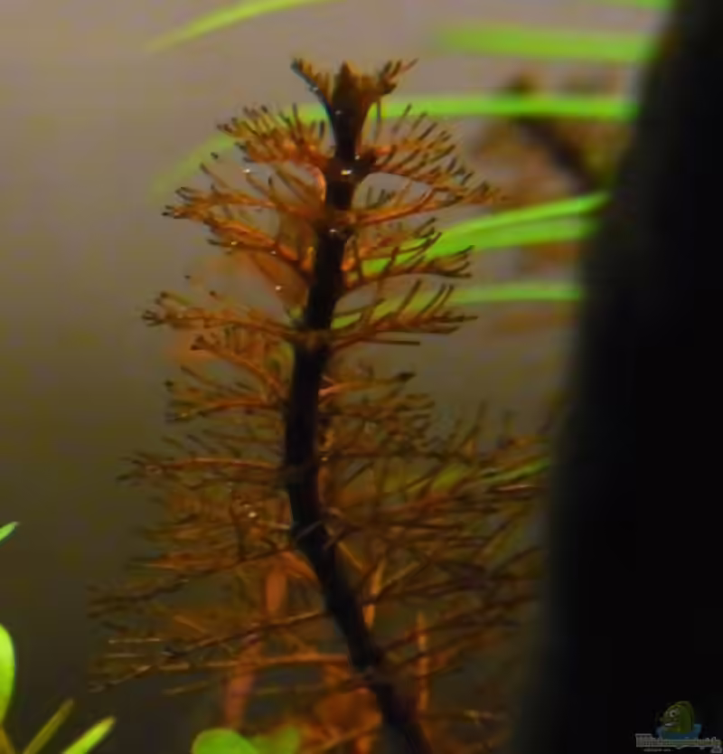 Myriophyllum tuberculatum im Aquarium pflegen (Einrichtungsbeispiele für Rotblättriges Tausendblatt)