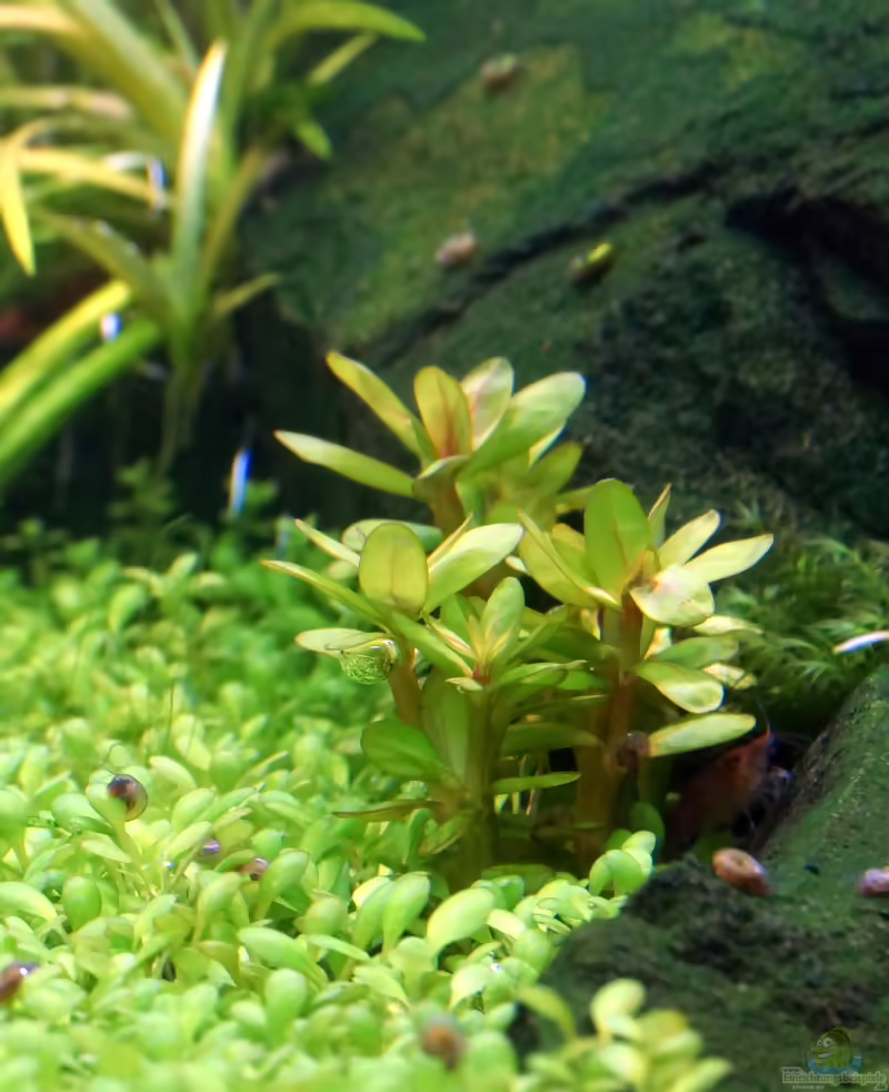 Rotala indica im Aquarium (Einrichtungsbeispiele mit Indische Rotala)