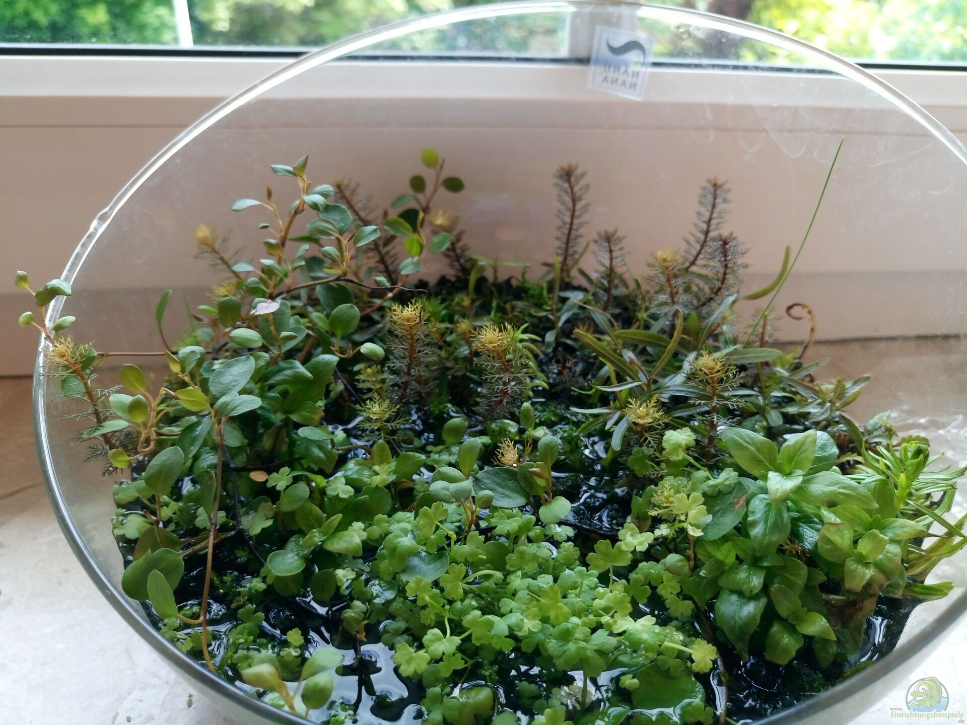 Die 10 Am Besten Geeigneten Pflanzen Und Deko 5964 Die 10 Am Besten Geeigneten Pflanzen Und Deko 5964