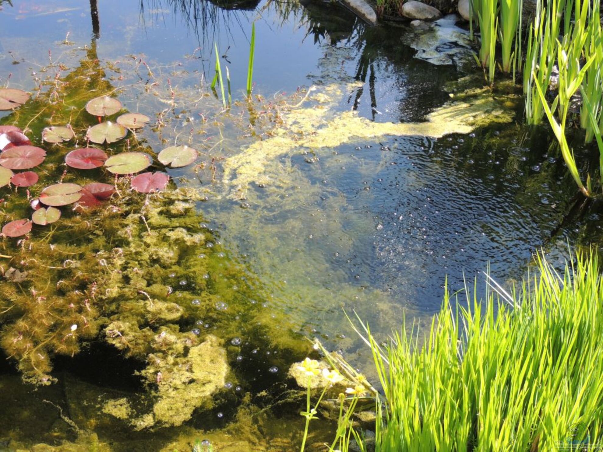 Dnger in Teich und Garten richtig verwenden (5766)