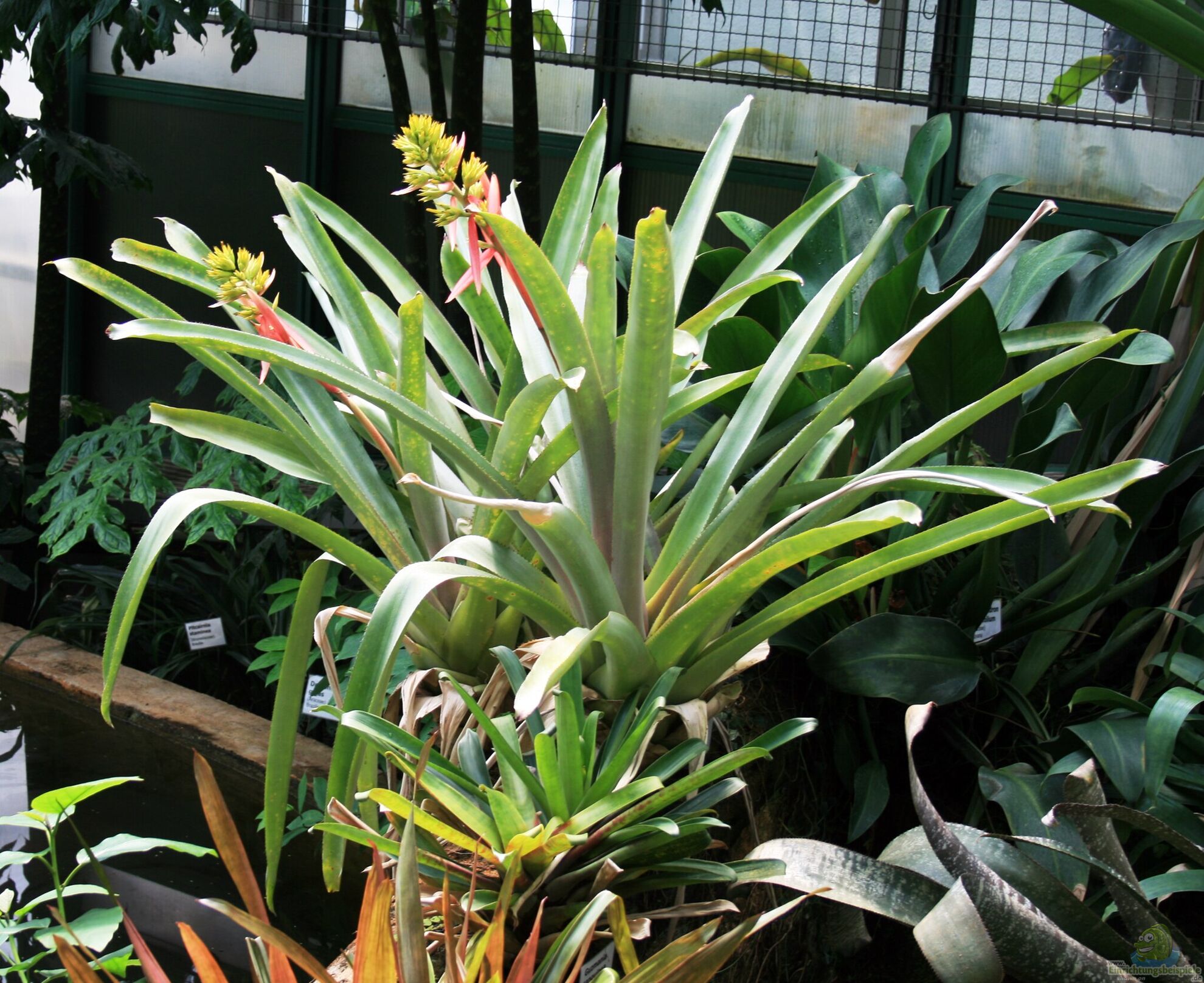 Exotische Zimmerpflanzen fr das Terrarium ... (5914)