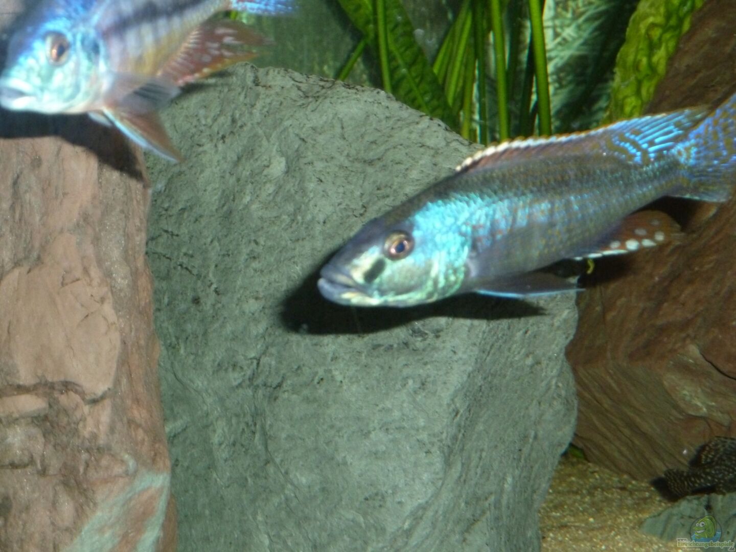 Champsochromis spilorhynchus Alle wichtigen Infos