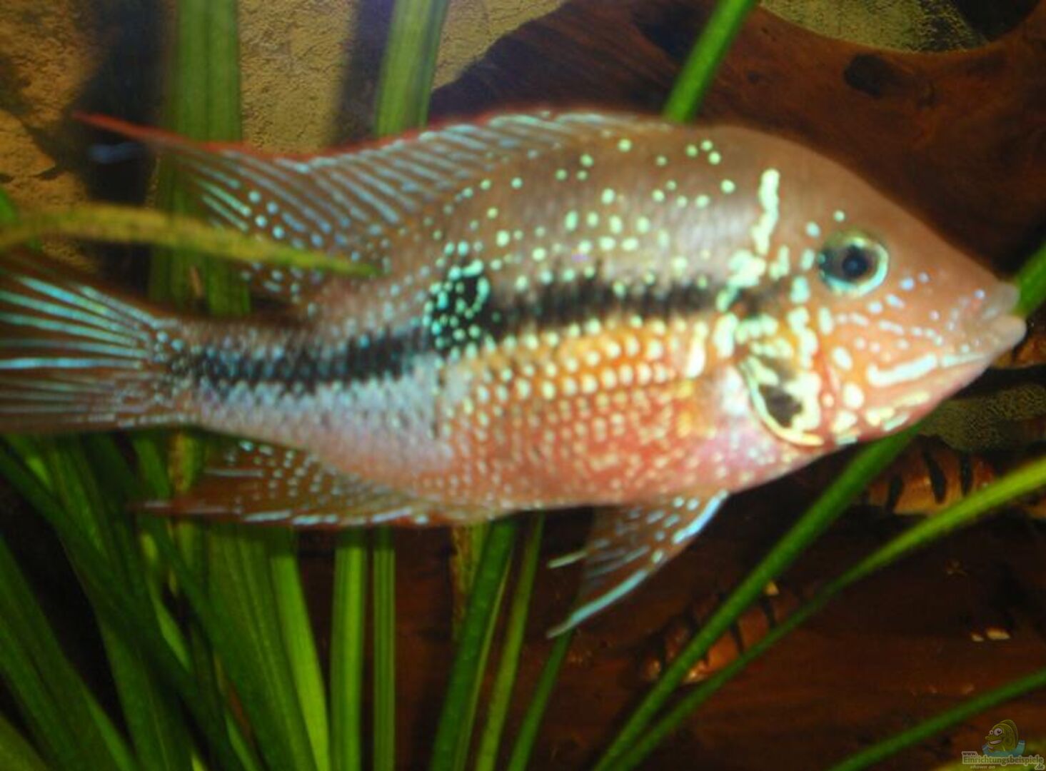 Thorichthys ellioti bzw. Elliots Buntbarsch aus Becken 11250 von