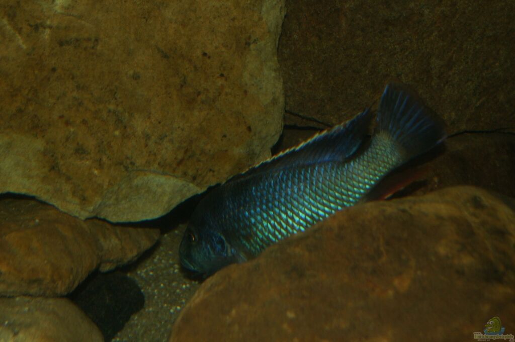Einrichtungsbeispiele mit Nimbochromis Livingstonii