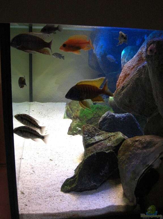 Aquarium von Matoba: nur noch 630 Liter Malawi Beispiel