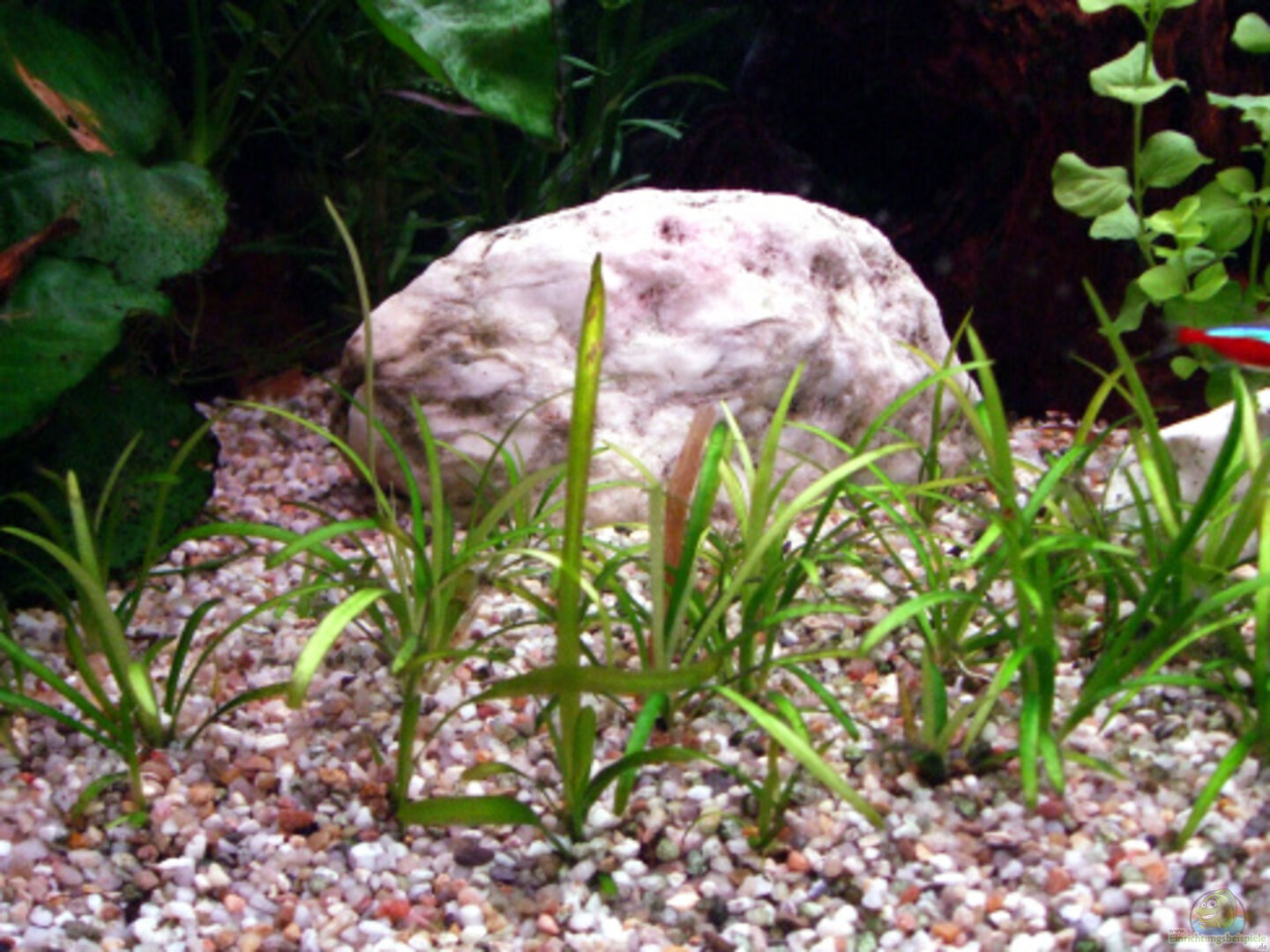 Echinodorus bolivianus Bolivianische Schwertpflanze