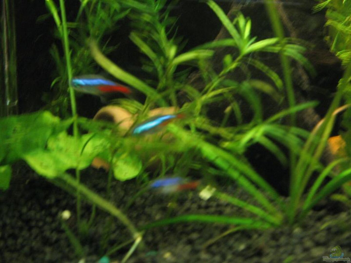 Neonsalmler: Alle wichtigen Infos