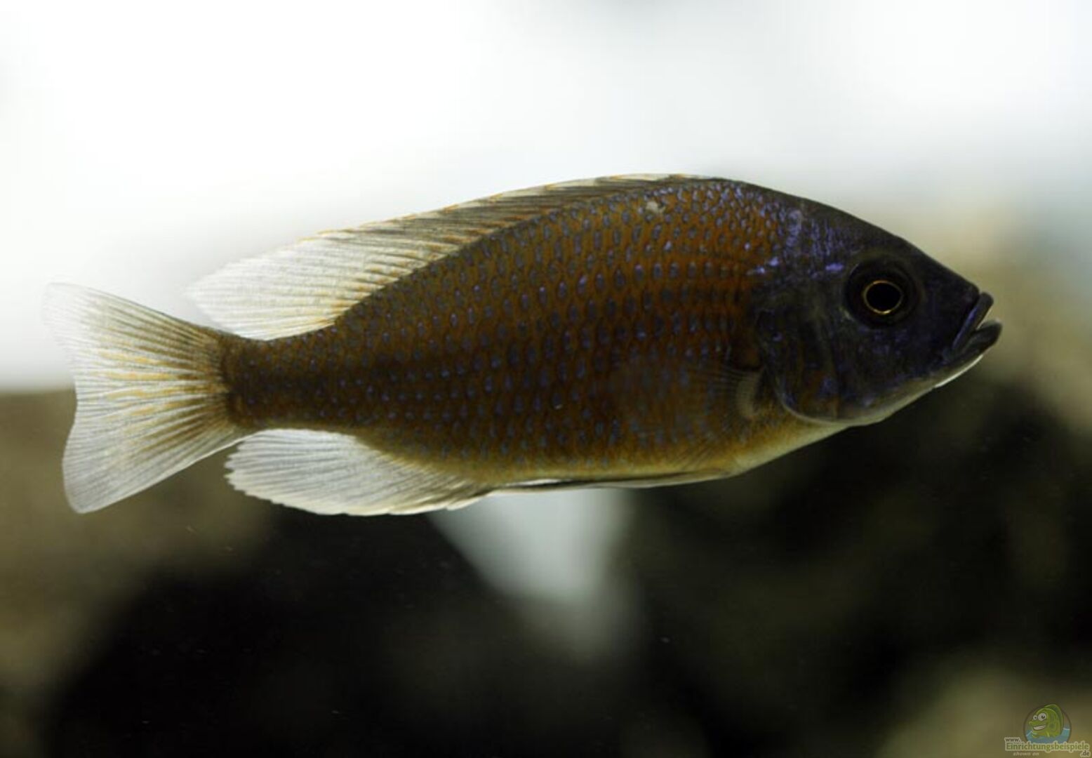 Copadichromis borleyi aus Becken 13672 von Ralf Bauer