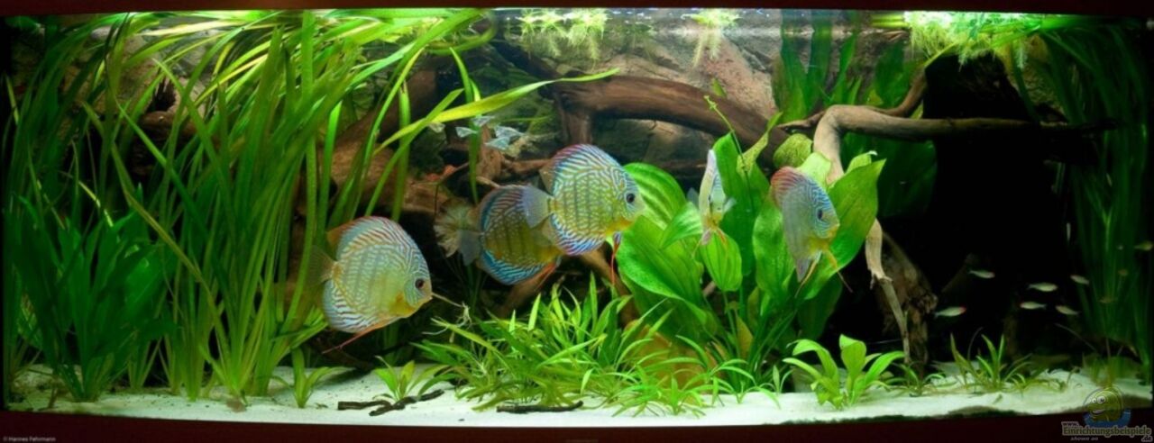 Aquarium von Kiera&Hannes Natural Discus Habitat
