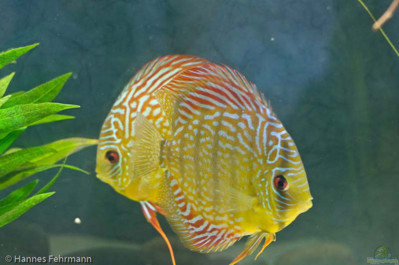 Aquarium von Kiera&Hannes Natural Discus Habitat