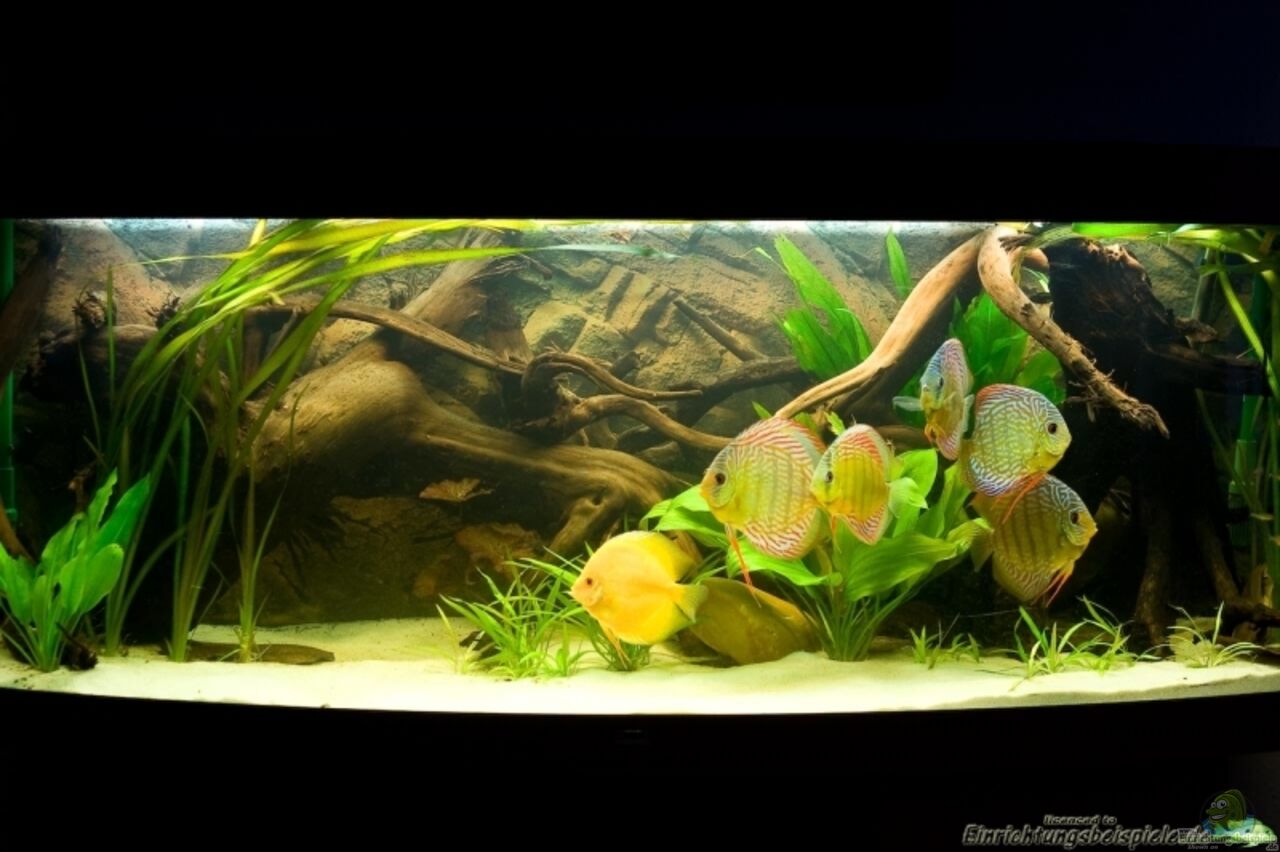 Aquarium von Kiera&Hannes Natural Discus Habitat