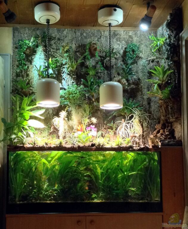 Aquarien als Paludarium einrichten
