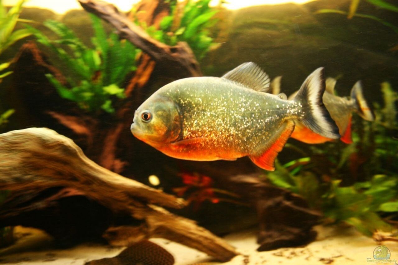 Aquarium von lumpi Piranha Becken