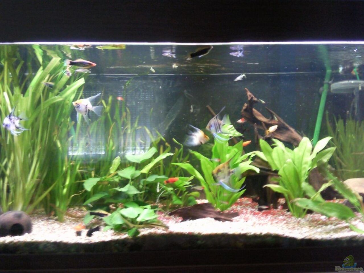 Aquarium von ak1982: im Wohnzimmer