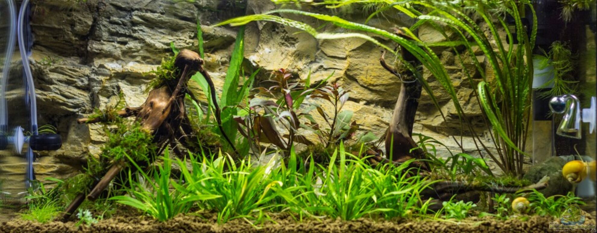 Aquarium von Hardflip (15630): 54L Naturbecken