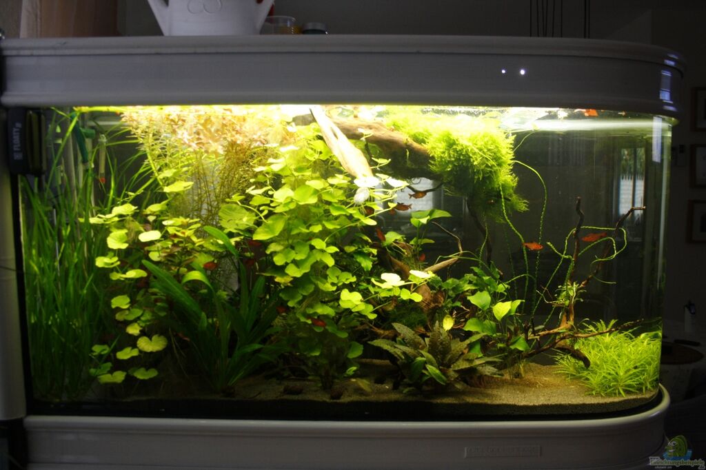 Einrichtungsbeispiele F r Raumteileraquarien einrichtungsbeispiele-f-r-raumteileraquarien