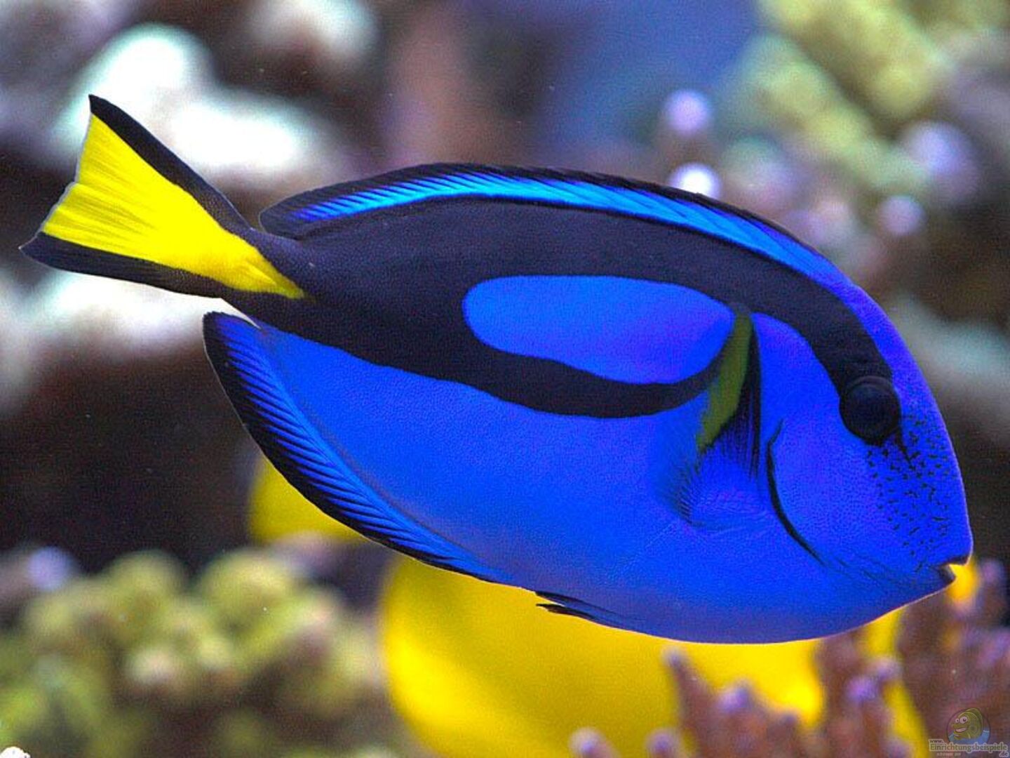 Paracanthurus hepatus Paletten Doktorfisch aus RedSeaReef von