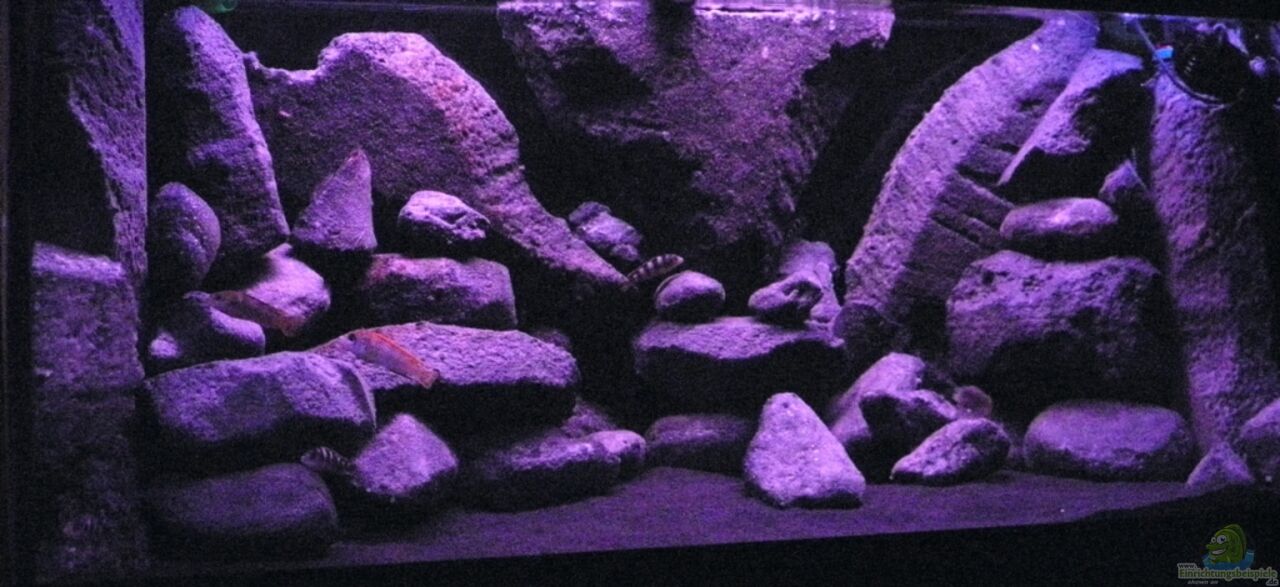dekoration im aquarium black rock__f7155989a5b682ba929acb487dc8b218
