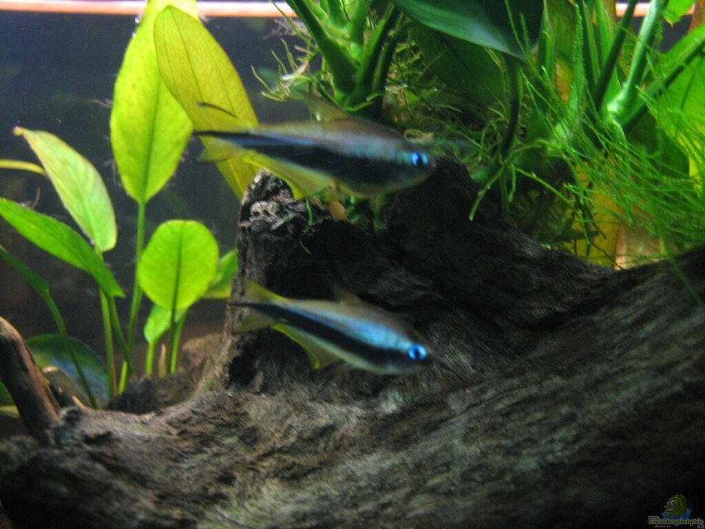 Einrichtungsbeispiele mit Salmlern