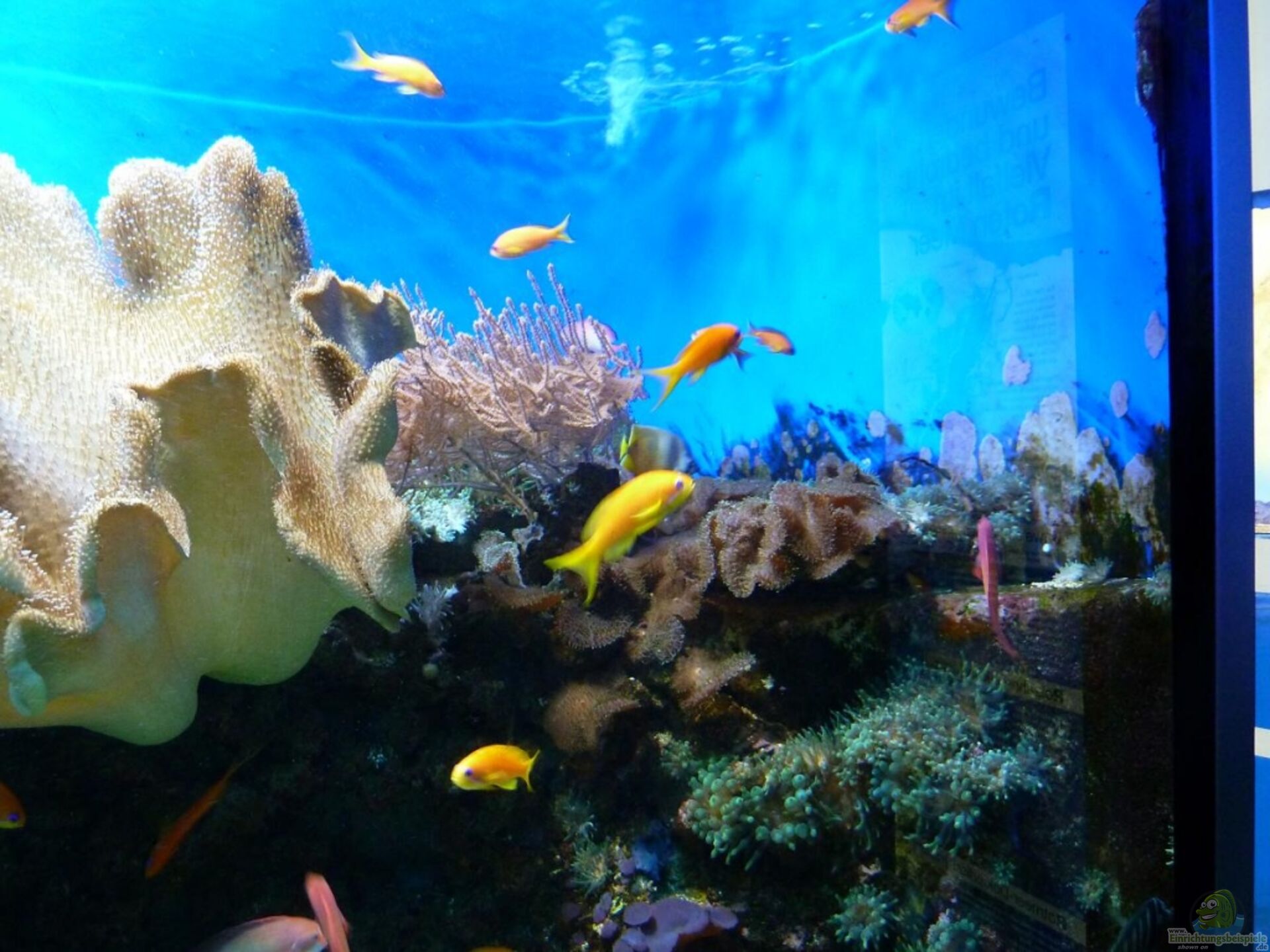 Kölner Zoo / Aquarium (Blog 4036)