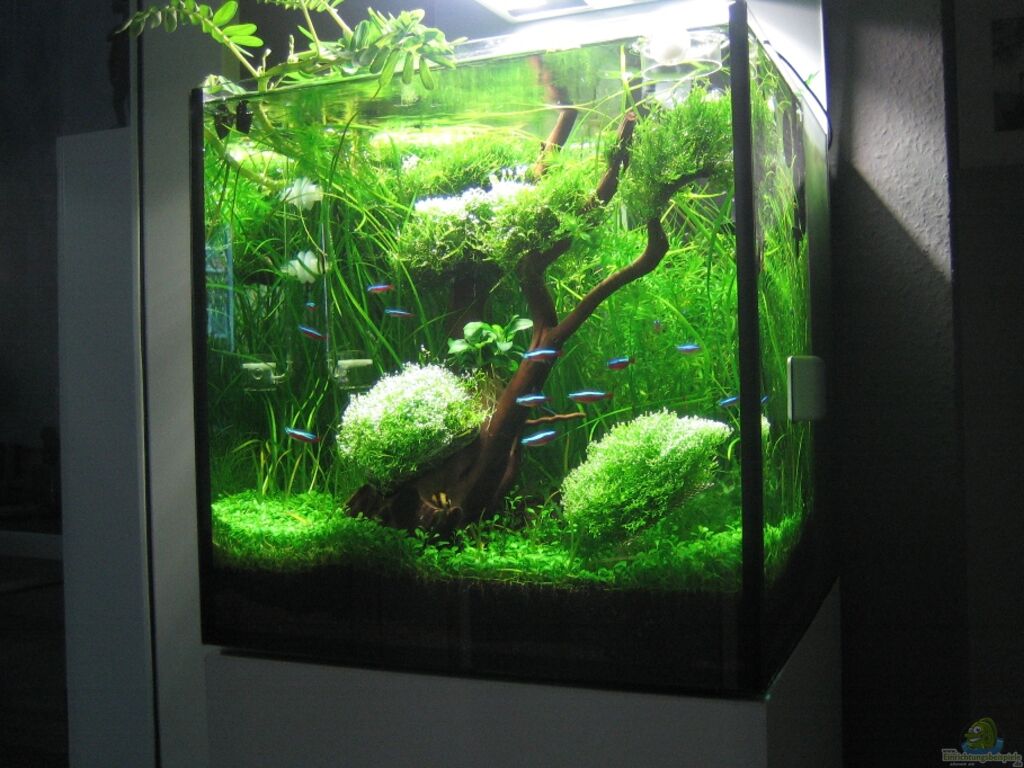 aquascape 40x40x40