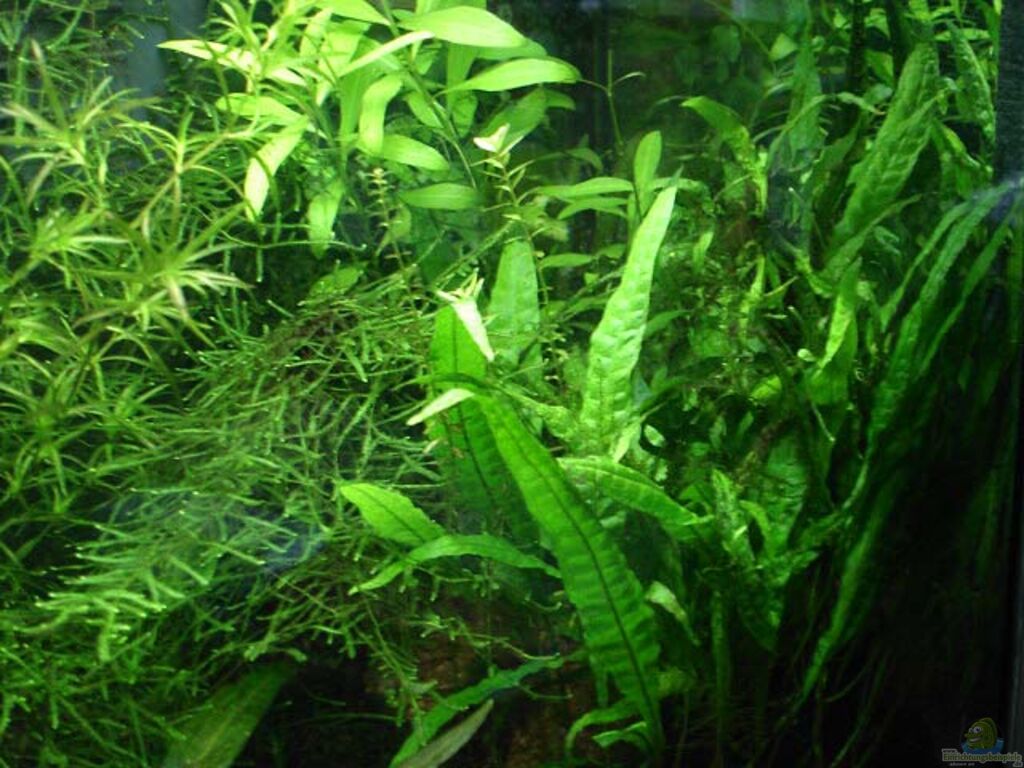 Example No 1816 from the category community tanks