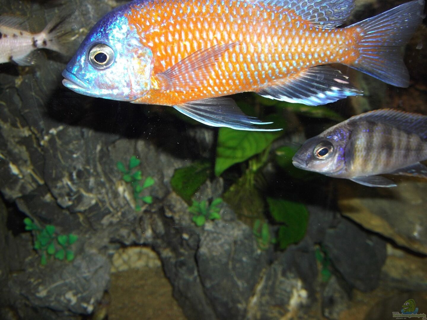 Copadichromis borleyi kadango Male aus Becken 19260 von