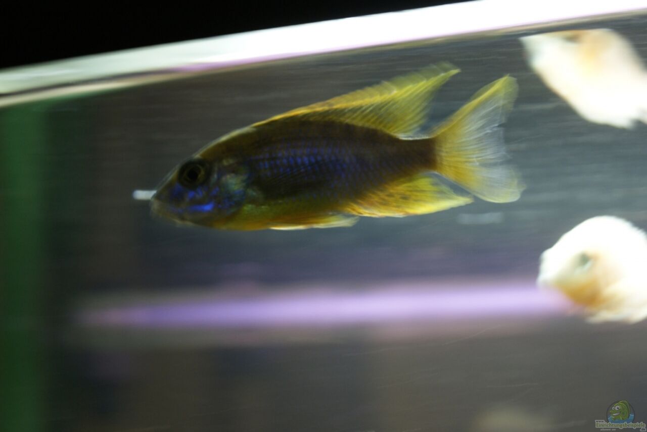 besatz im aquarium malawi viktoria becken 420l__7012d54dce9fedaec01331c53c9f2d6a