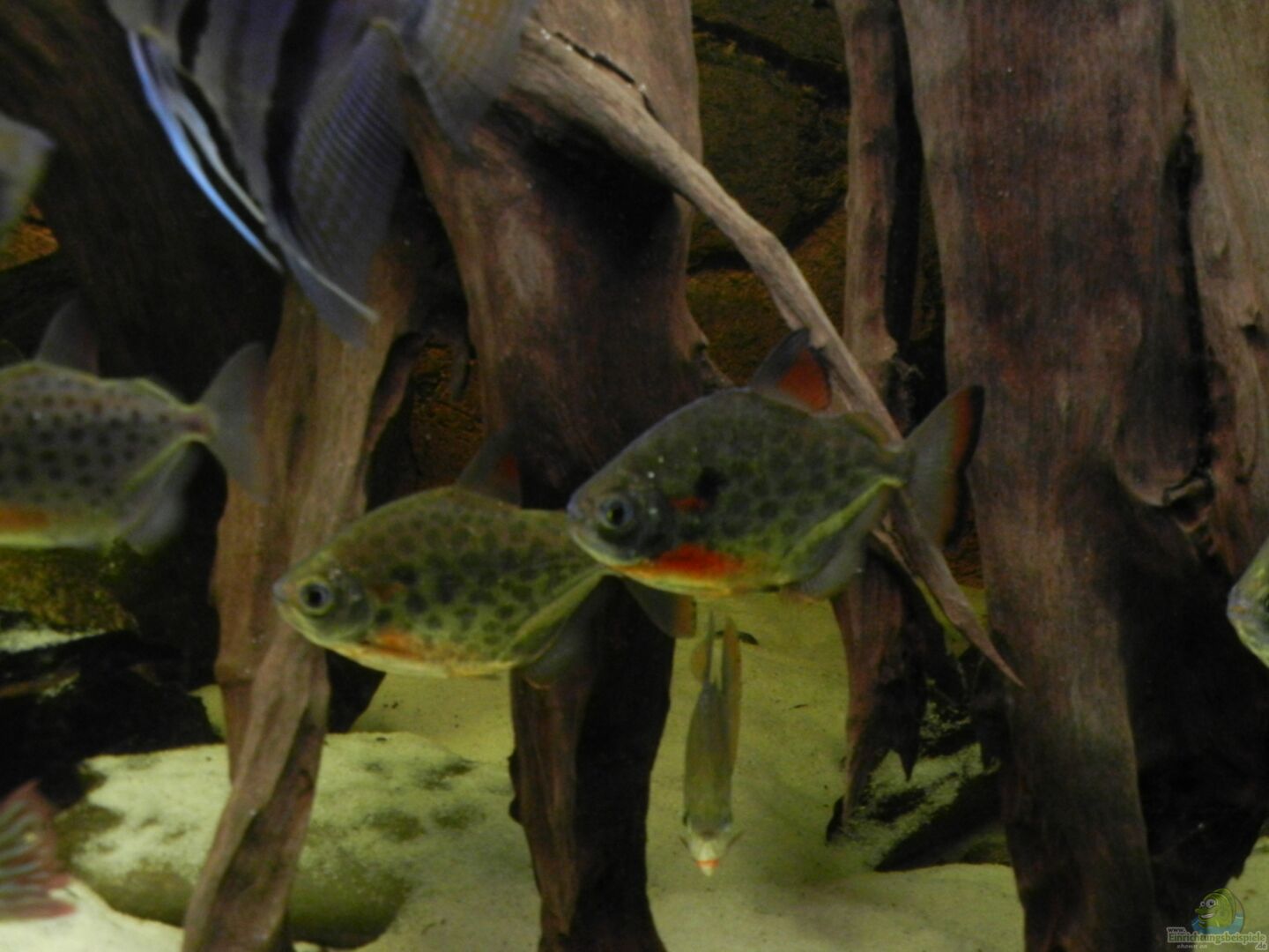 aus Becken 19531 von ehemaliger User