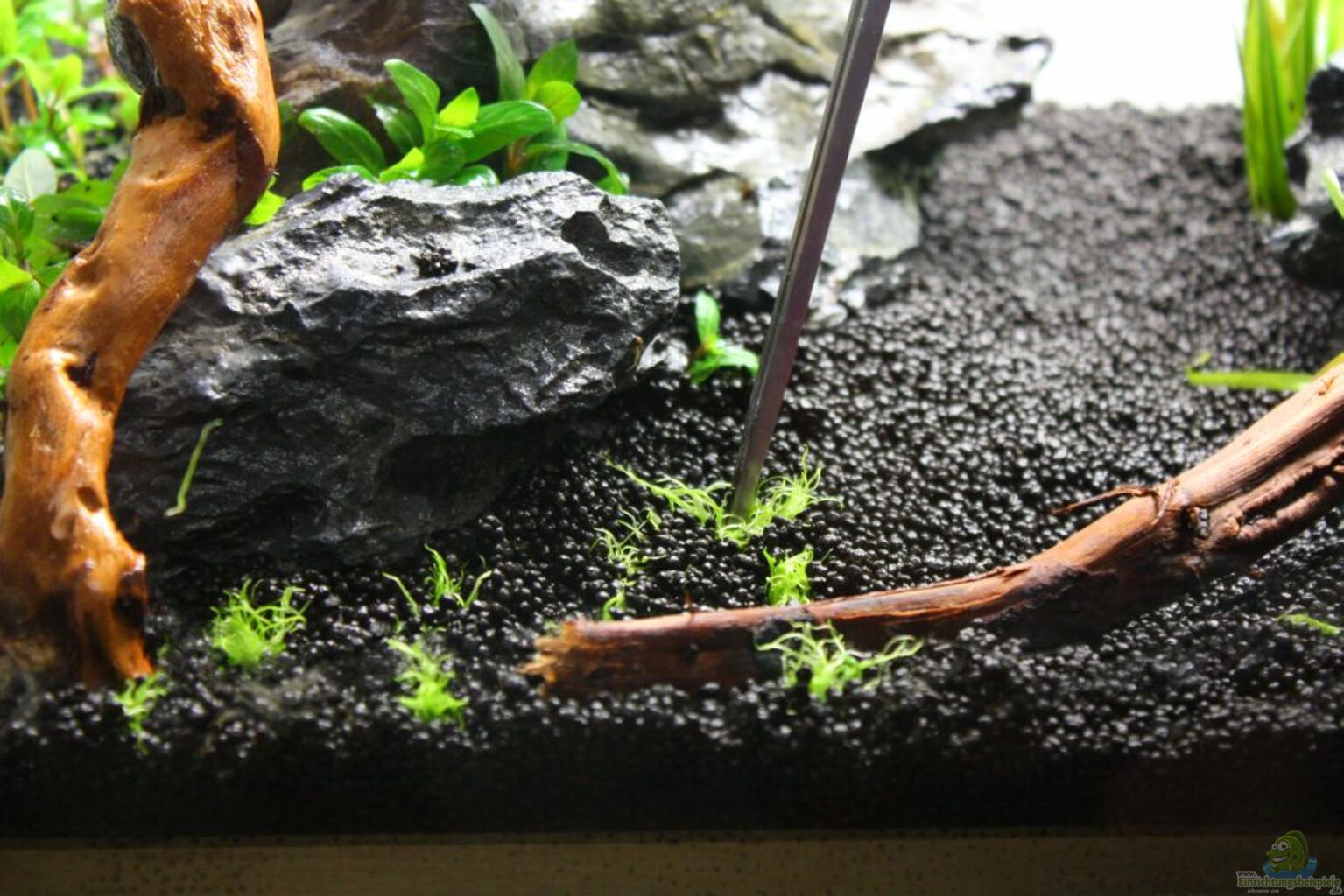 Example 19769 the category aquascaping