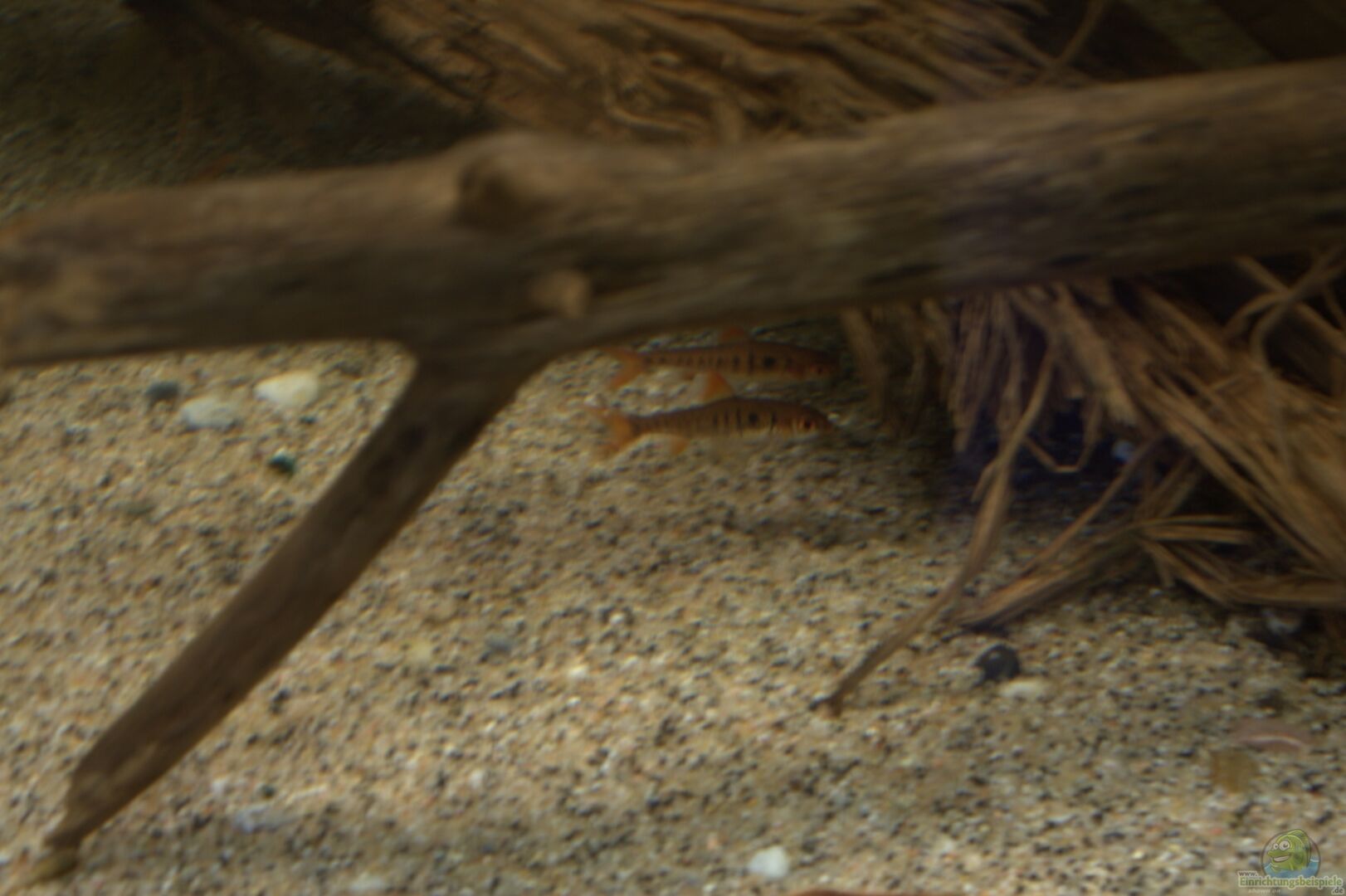 Barbus fasciolatus Blaustrichbarbe Alle Infos