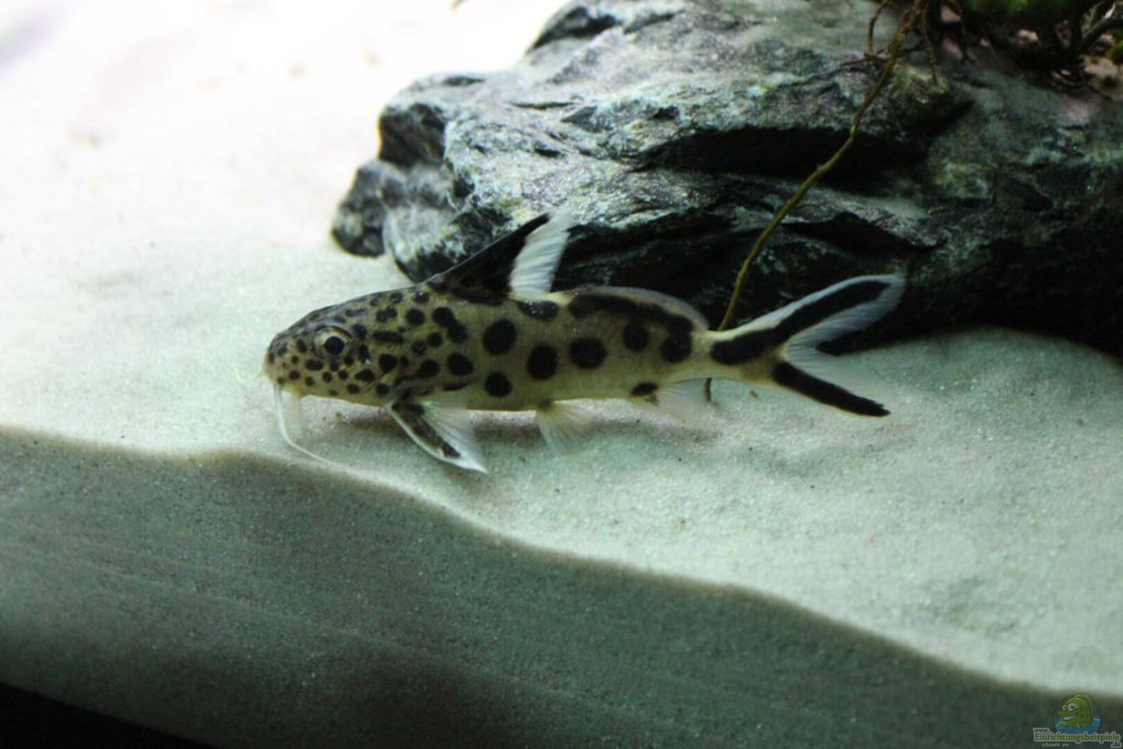 Synodontis grandiops GroßaugenFiederbartwels