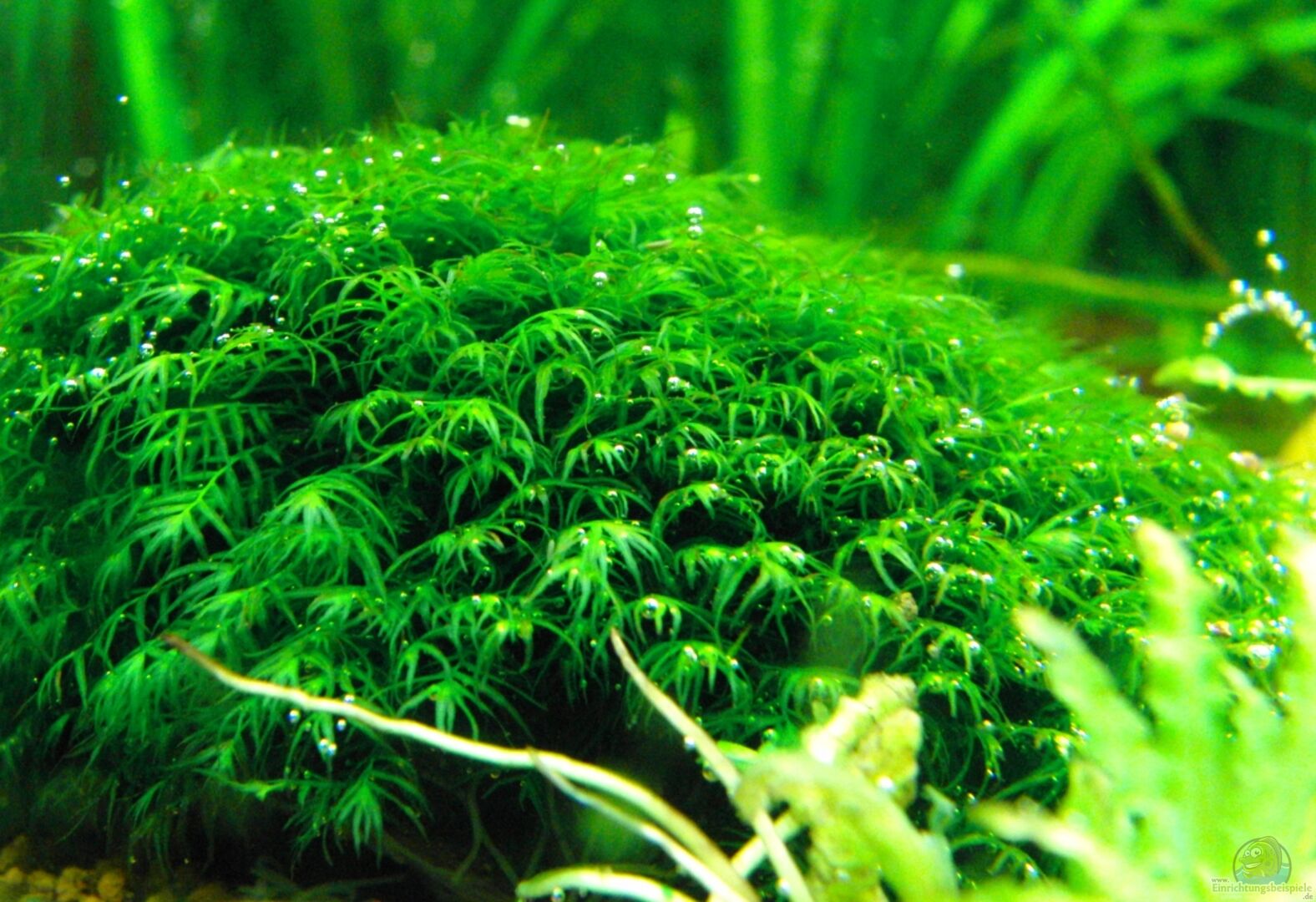 Fissidens fontanus - Phönix-Moos: Alle wichtigen Infos