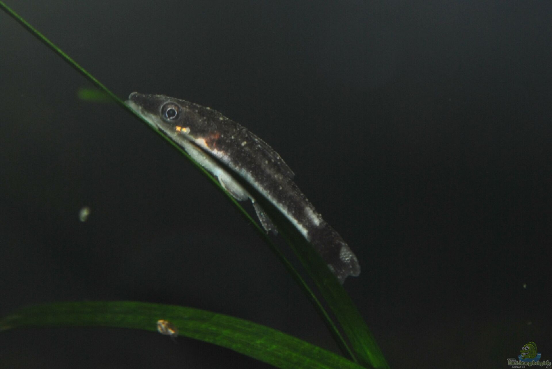 Ichthyophthiriose Weißpünktchenkrank... (Blog 4704)