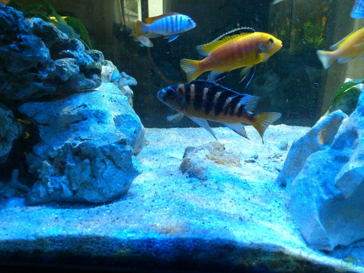 Barsche Fr Aquarium