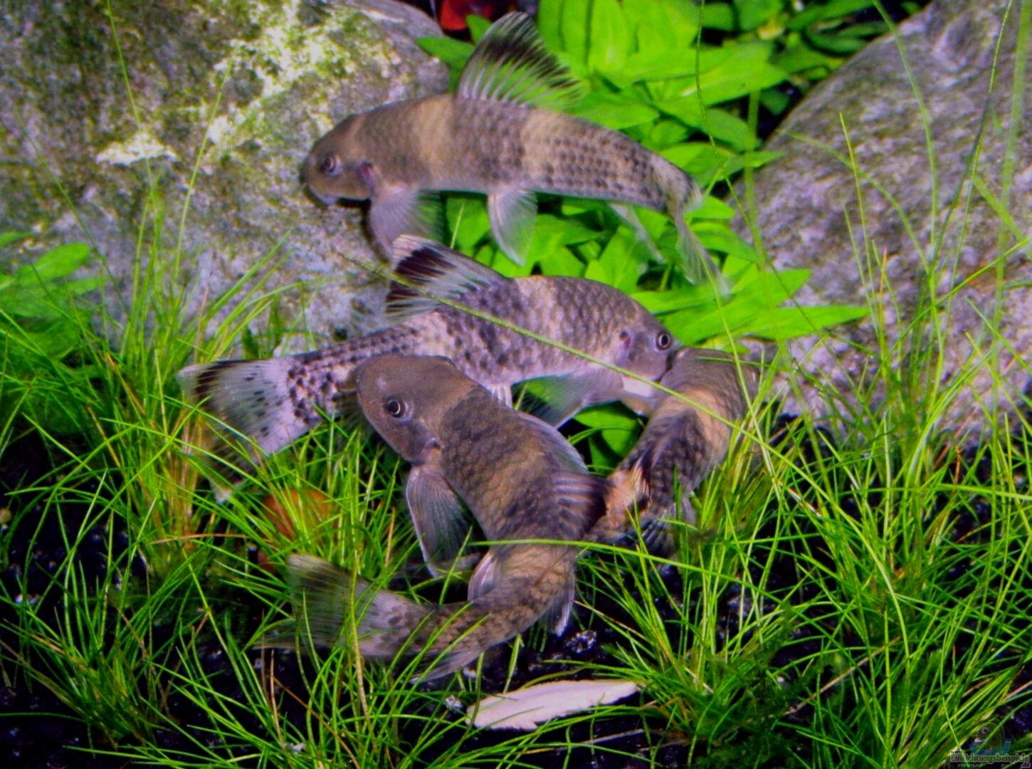 GarraArten Alle wichtigen Infos