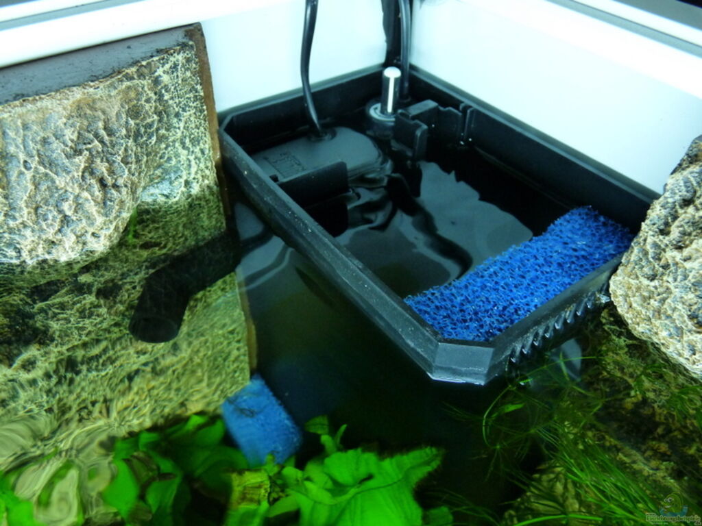 Aquarium von Steffen S. MicroDschungel