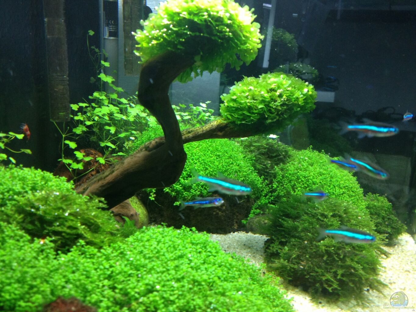 Example No From The Category Aquascaping