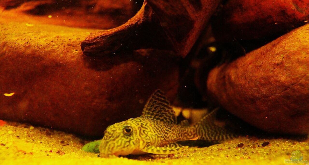 Der Rio Xingu und seine Schönheiten der L 66 /Königstiger Harnischwels